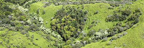patchwork-forest-cleared3.1small_0
